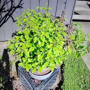 Indian Rama Tulsi Plant-Organic Holy Basil Plant-Ocimum Sanctum-Green Tulsi Plant-Homegrown Herb Basil-Live Medicinal Plant