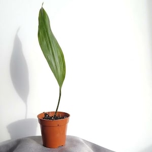 Dwarf Cast Iron Plant 2" Pot, Rare Tiny Tank Aspidistra Elatior