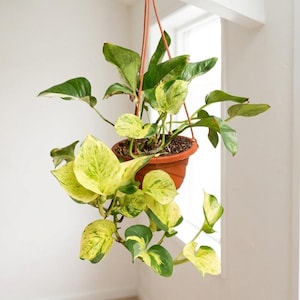 May include: A hanging plant with variegated heart-shaped leaves in shades of bright yellow, lime green, and deep forest green. The plant is potted in a round, terracotta-colored plastic container suspended by thin, reddish-brown cord hangers.