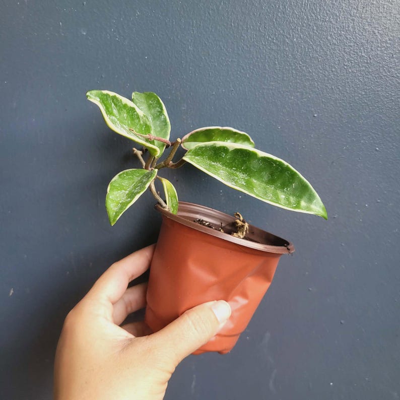 K&ouml;nnte beinhalten: Eine kleine Hoya-Pflanze mit panaschierten, gr&uuml;n-cremefarbenen Bl&auml;ttern in einem flexiblen, braunen Kunststoff-Anzuchttopf. Die Pflanze hat mehrere spitze, wachsartige Bl&auml;tter mit deutlich hellen R&auml;ndern und dunkelgr&uuml;nen Blattmitten.