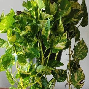 6Cuttings(6Nodes) GIANT Hawaiian Golden Pothos Variegated Gold Pothos Cutting Rare Indoor Vine Water Climbing Houseplants
