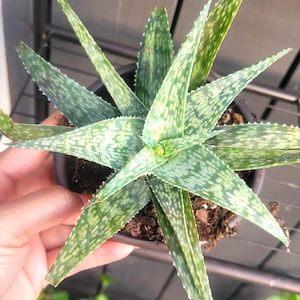 Aloe 'White Beauty' Snowflake Variegated Live Succulent 4" Pot | White Spotted Aloe rauhii | Exotic Hybrid Rare Gift for Her/Him