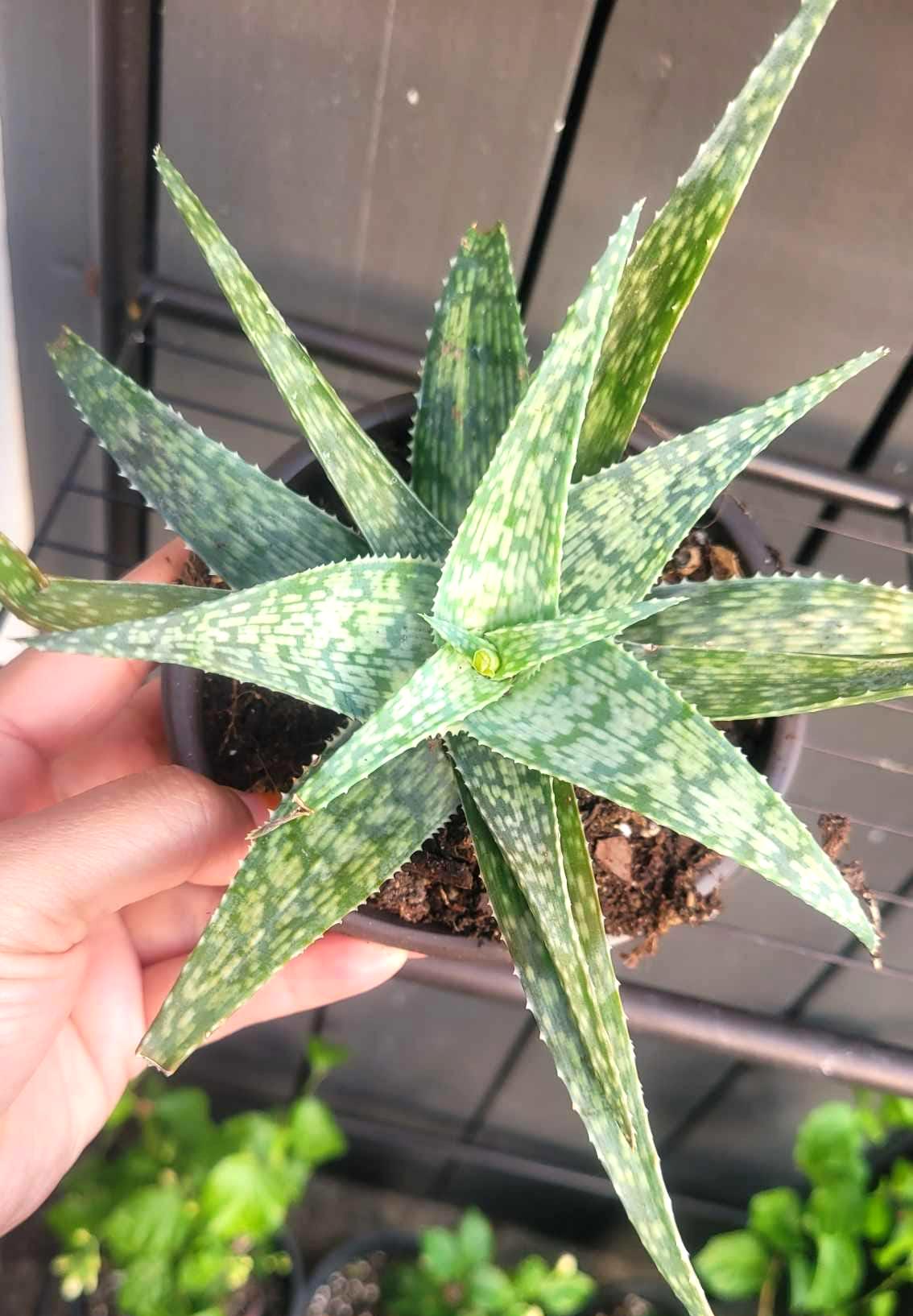 Aloe rauhii \'Super Snow Whight\' スーパースノーホワイト ビッグサイズ サボテン サンスベリア アロエ Aloe Aloe rauhii \'Super Snow Whight\' スーパースノーホワイト ビッグサイズ サボテン サンスベリア アロエ Aloe