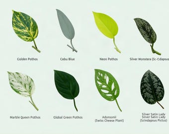 8 House Plant Cuttings Bundle, Rare Plant Cutting Bundle, Pothos Monstera Cuttings variety, Plant Cuttings Water Propagation