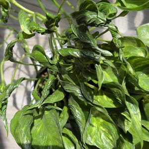 Variegated Shangri La Pothos Cutting Propagation | Rare Curly Leaf Pothos | Rooted 4 Inch Pot | Easy Propagate Live Houseplant Nodes