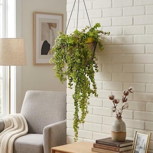 May include: A hanging planter featuring a black wire basket containing a vibrant green trailing plant. The planter is suspended by thin black cords from a gold-toned metal wall bracket mounted on a white painted brick wall surface.