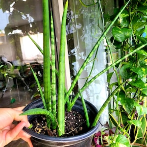 African Spear Snake Plant: Sansevieria Cylindrica - Bare Root