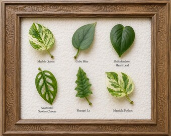 Rare Pothos Cutting Mix Of 6: Marble Queen, Manjula, Adansonii, Cebu Blue, Philo Heart Leaf, Shangri La- Easy Propagate Live Houseplant