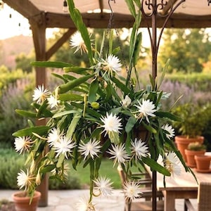 May include: A hanging basket overflowing with white, star-shaped flowers and long green leaves. The basket is suspended from a decorative metal stand. The background includes a wooden pergola and other potted plants, creating a serene outdoor scene.
