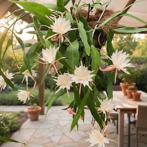 May include: A hanging basket overflowing with a flowering plant. The plant features large, white, star-shaped flowers with delicate pink accents. Long, green leaves cascade downwards, creating a lush, vibrant display. The basket is suspended from a wooden structure.