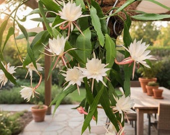 Queen of Night Cactus Epiphyllum Oxypetalum 3” Pot Live Rooted Night Blooming Orchid Cactus – Fragrant Cold Hardy Houseplant