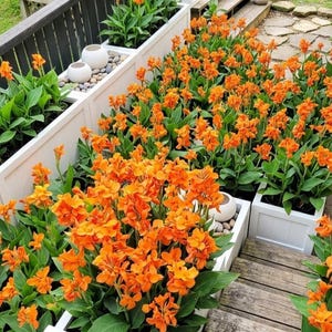 May include: A vibrant outdoor scene features rows of white planters filled with lush green foliage and bright orange flowers. Decorative white ceramic spheres and river rocks add visual interest. Wooden steps and a deck create a natural pathway.