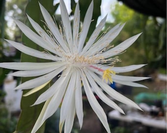Night Blooming Epiphyllum Hookeri Orchid Cactus Cutting Queen of the Night Exotic Shade Tropical Rare White Flower Indoor Houseplant