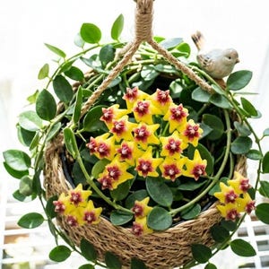 May include: A hanging basket with a woven design, filled with green leaves and vibrant yellow flowers with red centers. A small ceramic bird sits on the edge. The basket is suspended by a rope.