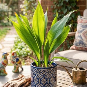 May include: A potted plant with long, green leaves in a blue ceramic pot with a floral design. The pot sits on a wooden table with gardening gloves, decorative birds, and a watering can. A magazine is also on the table.