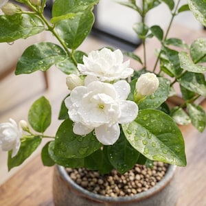 Jasmine Sambac Live Starter Plant 3" Pot – Fragrant White Flower Vine, Arabian Jasmine, Easy Care Houseplant for Indoor, Patio & Garden Gift