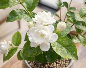 Jasmine Sambac Live Plant – Fragrant White Flower Vine, Arabian Jasmine, Easy Care Houseplant for Indoor, Patio & Garden, Starter