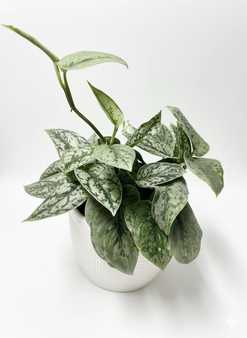 Rare Pothos Cuttings Mix Bundle : Marble Queen, Cebu Blue, Manjula ...