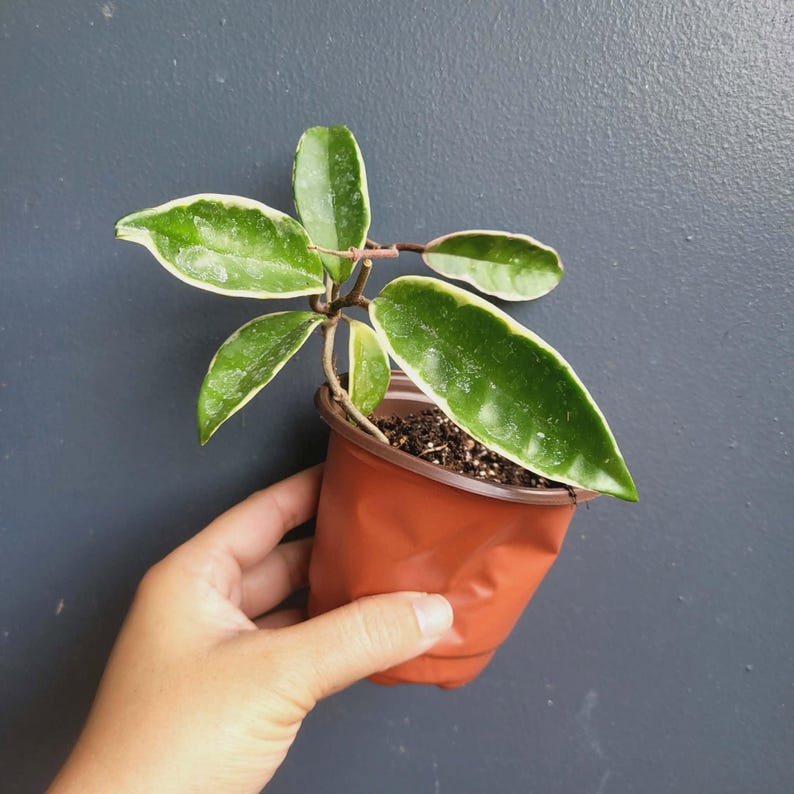K&ouml;nnte beinhalten: Eine kleine Hoya-Pflanze mit panaschierten, gr&uuml;n-cremefarbenen Bl&auml;ttern in einem flexiblen, braunen Kunststoff-Anzuchttopf mit dunkler Blumenerde. Die Pflanze hat mehrere spitze, wachsartige Bl&auml;tter mit deutlich hellen Blattr&auml;ndern.