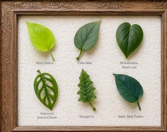 Teruno Lovesong Pothos - RARE Japanese Pothos - Terunoworld Series