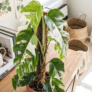May include: A potted Monstera plant with large, variegated green and white leaves. The plant is supported by a moss pole and sits in a woven terracotta pot. The plant is on a wooden surface near a window.