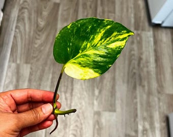 Hawaiian Golden Pothos Cutting, Epipremnum Aureum 1 Node 1 Leaf, Rare Trailing Houseplant