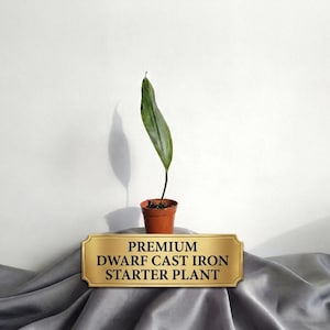 Aspidistra Elatior, 2 Inch Pot, Tropical Low Light Shade Plants, hard to Kill Plants, Dwarf Cast Iron Plant, Rare Tiny Tank