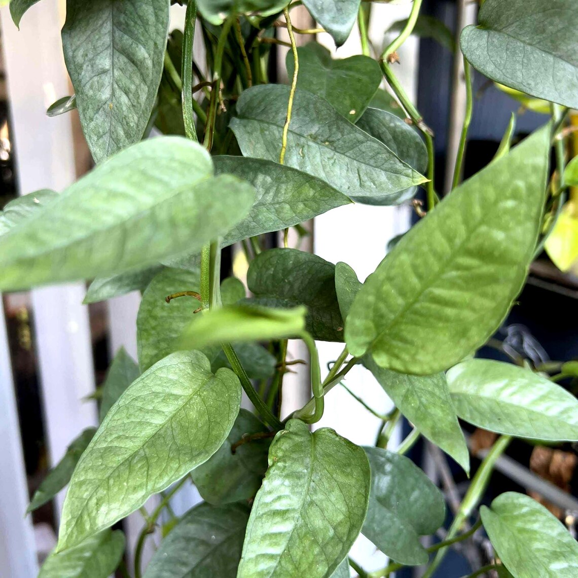 Rare Pothos Cuttings Mix Bundle : Marble Queen, Cebu Blue, Manjula ...