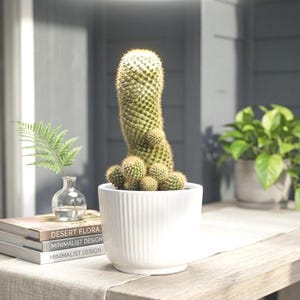 crazy cactus limburg The 