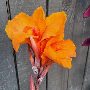 Variegated Canna Lily &#39;Pretoria&#39;: Orange Tropical Blooms