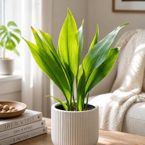 May include: A potted plant with long, vibrant green leaves in a white, ribbed ceramic pot. The plant sits on a wooden table next to a stack of books. The leaves are a bright green color, and the pot has a modern, minimalist design.