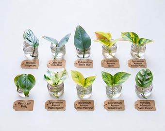 10 Plant Cutting Bundle, Pothos Monstera Variety, Cebu Baltic Blue Neon Marble Queen Golden Global Lemon Meringue Adansonii Plant Lover Gift
