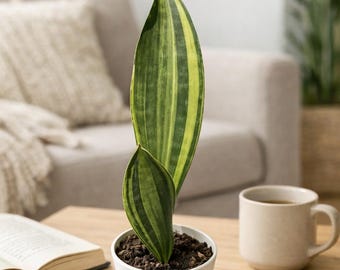yellow succulent plant Bijlia cana