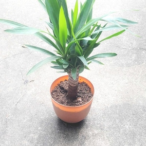Dracaena Yucca Cane, Yucca Gigantea Single Stem 3Gal Pot | Drought Tolerant