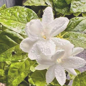 Sambac Arabian Jasmine Live Plant 6&quot;Pot | Dontara Malli ,Gundu Malli | Double Flower Mogra | Fragrante Fragranceful Gift Plant Green Leaves