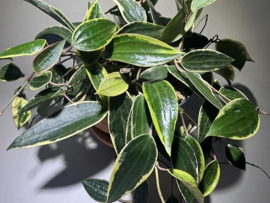 Hoya Latifolia Albomarginata - Etsy