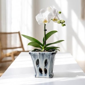 May include: A white orchid plant in a square, blue and white ceramic pot with cut-out designs. The orchid has green leaves and white flowers with yellow centers. The plant sits on a white table in front of a window.