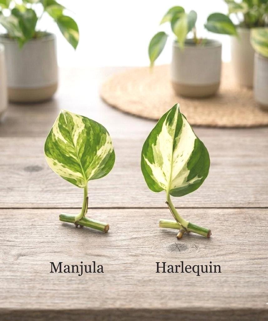 Pothos Harlequin - Etsy