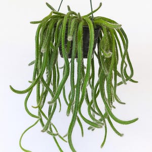 Dog Tail Cactus Plants– Aporocactus Flagelliformis | Rare Trailing Cactus  | Live Plant Cuttings in 3.5inch Pot | Indoor Hanging Plant