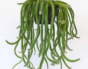 Dog Tail Cactus Plant 3 inch Pot, Rare Potted Cold Hardy Succulent Gift
