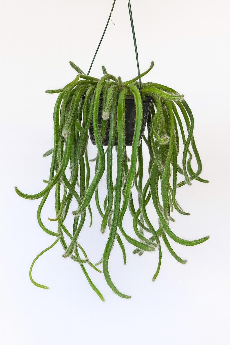 OurTinyPlantStore Dog Tail Cactus