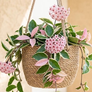 Hoya Krimson Queen variegated live plant in 4-inch pot with green, cream, and pink leaves showing trailing vine growth.