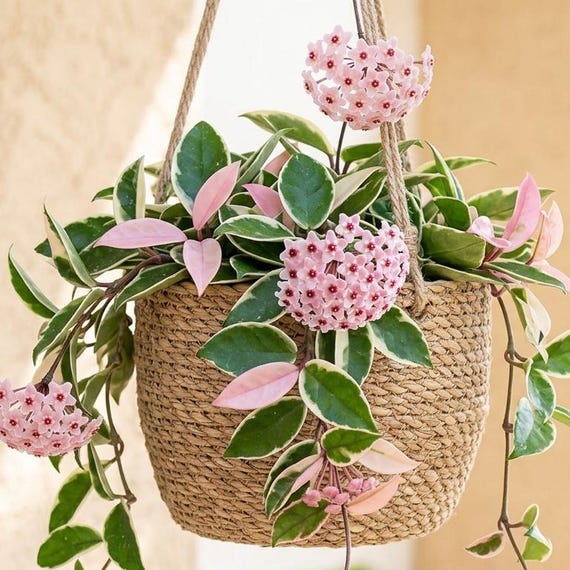 Hoya Krimson Queen Rare Indoor Plant Rooted 4" Pot Live Tri-Color Hoya Wax Plant Variegated Pink Hoya Pet Safe Air Purifying Easy Care