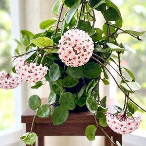 May include: A Hoya carnosa plant in a black pot featuring trailing green succulent-like leaves and multiple spherical clusters of pale pink star-shaped flowers with dark pink centers. The plant displays several blooming flower heads in various stages.