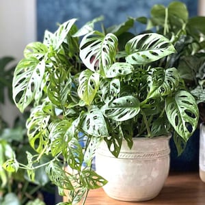 May include: A lush green Monstera Adansonii plant with unique hole-filled leaves, potted in a cream-colored ceramic pot. The plant sits on a wooden surface, with a blurred blue background.