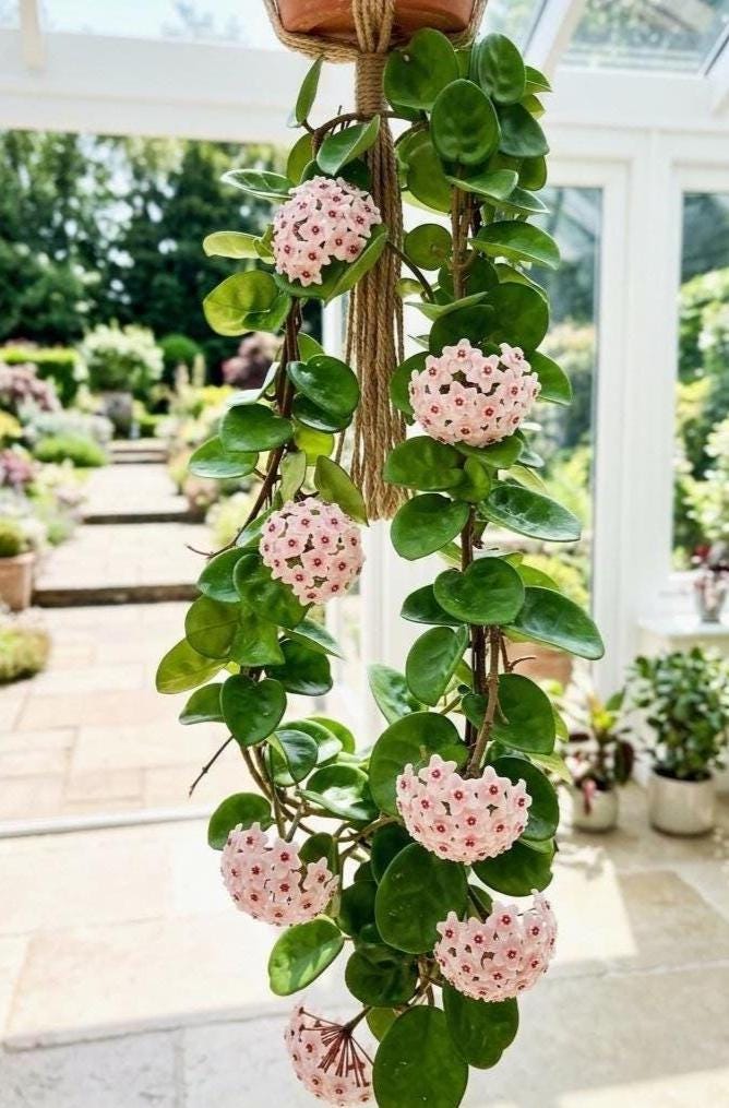 Hoya Chelsea Rare Indoor Plant, Heart Shaped Hoya Carnosa, Rooted