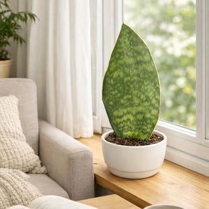 Rare Large Whale Fin Snake Plant, Sansevieria Masoniana 6" Pot, Established 13" T Collectors Plant, 5.5" W Leaf, Air Purifying Indoor Gift