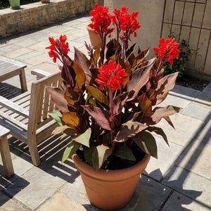 May include: A potted Canna lily plant featuring vibrant red flowers and large, dark bronze-colored foliage. The plant is housed in a round, terracotta-colored plastic container, displaying multiple upright stems with blooming flower clusters.