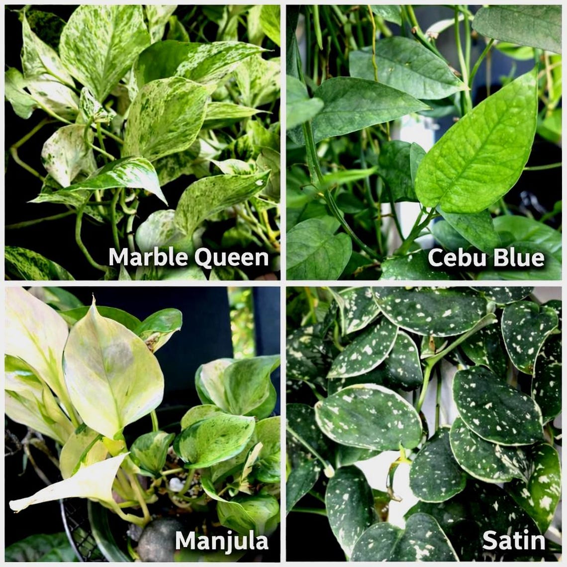 Rare Pothos Cuttings Mix Bundle : Marble Queen, Cebu Blue, Manjula ...