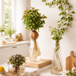 May include: A bright kitchen scene features several glass vases with plants. One vase holds a plant with a large, round root. Another vase contains leafy stems. A small, round vase with a plant is also visible. A wooden cutting board and fresh produce are on the counter.